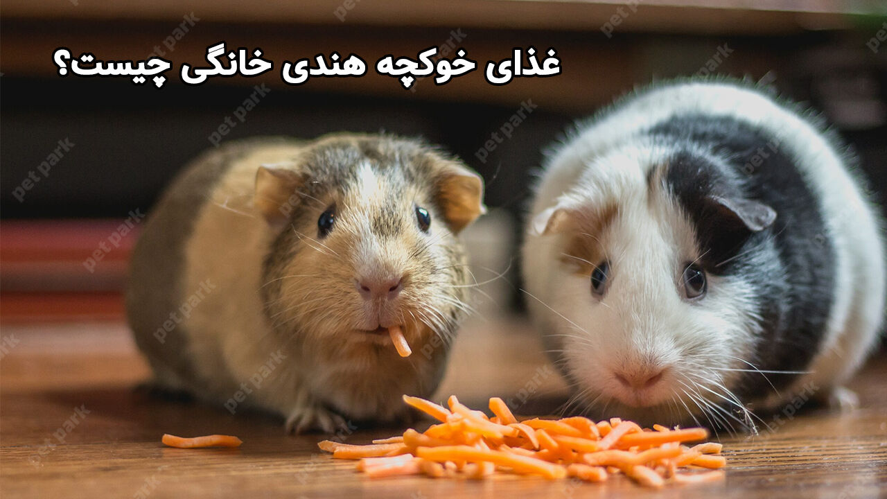 غذای خوکچه هندی خانگی چیست؟